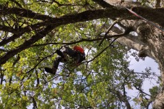 corso-formazione-treeclimbing-1