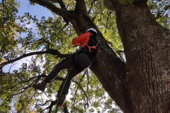 corso-formazione-treeclimbing-10