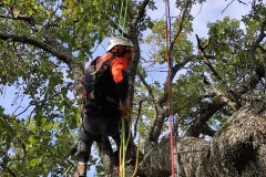 corso-formazione-treeclimbing-2