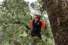 corso-formazione-treeclimbing-3