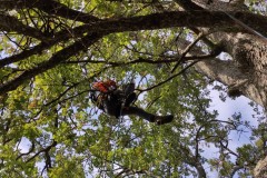 corso-formazione-treeclimbing-4