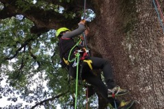 corso-formazione-treeclimbing-5