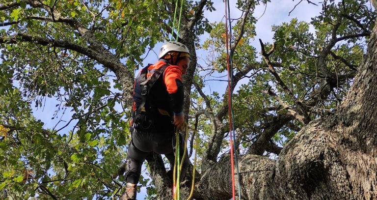 corso di formazione tree climbing